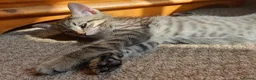 Mixed Breed cats for sale: Kitten for sale - Advert 2