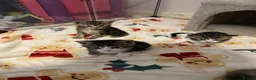 Domestic Shorthair cats for sale: 3 boy kittens for sale in Sherborne - Advert 8