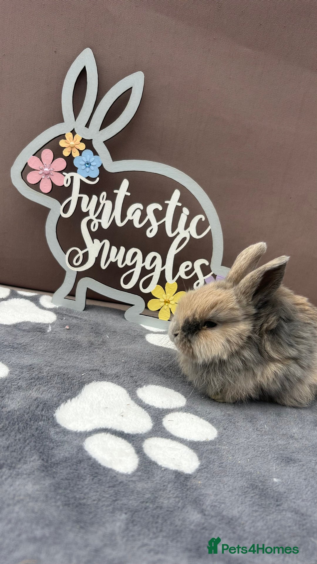 Mini Lop rabbits for sale: Female pure bred mini lop - Image 1