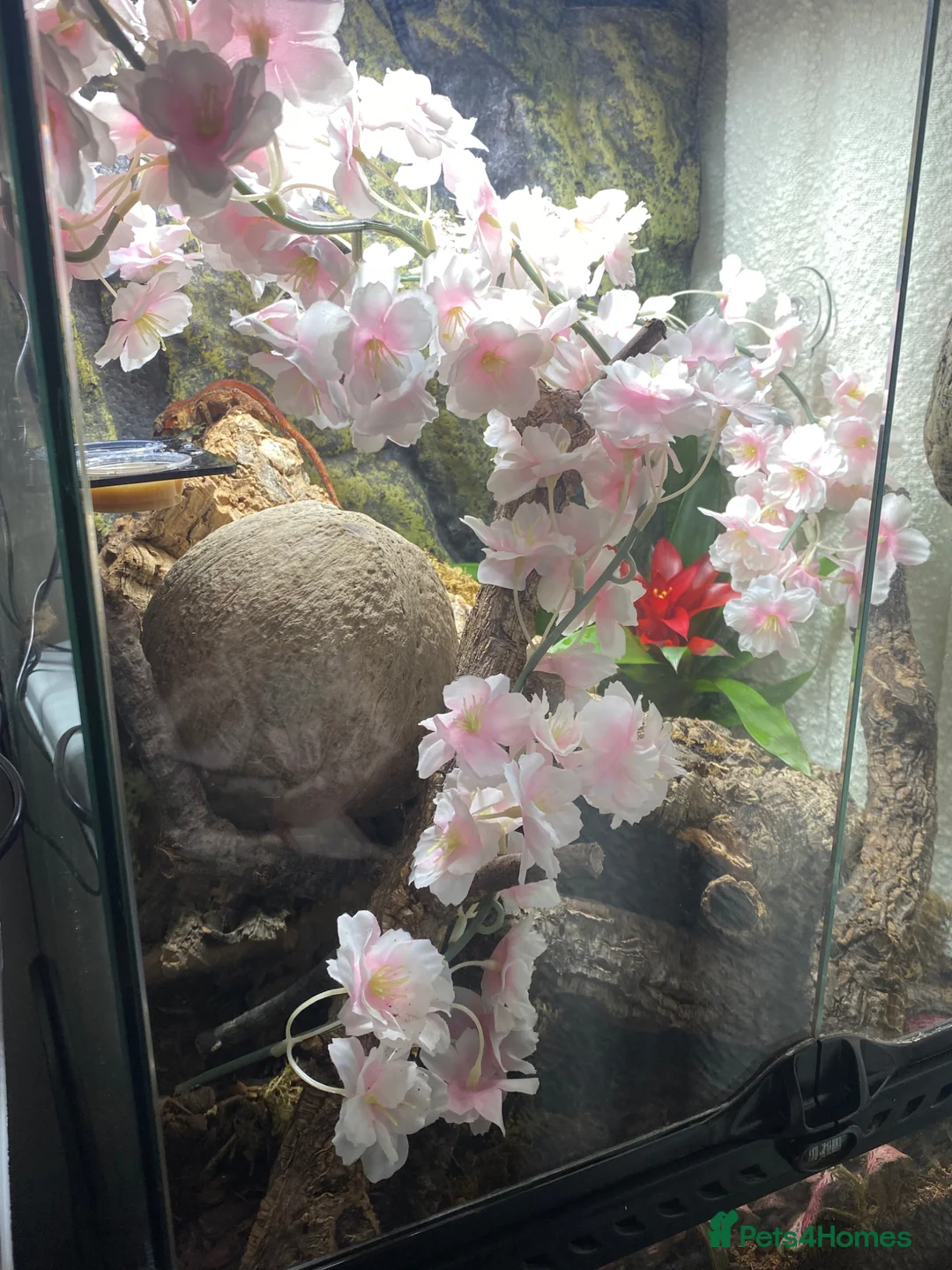 Gecko reptiles for sale: Beautiful Gargoyle Gecko with Full Bio setup in Nelson - Advert 3