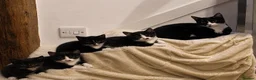 Mixed Breed cats for sale: Beautiful black and white kittens - Advert 1