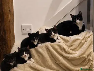 Mixed Breed cats Beautiful black and white kittens - Advert 1