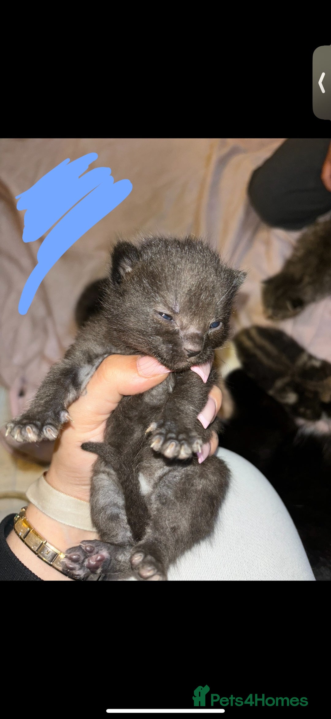 Mixed Breed cats for sale: READY NOW 3 kittens left! in Letchworth Garden City - Image 6