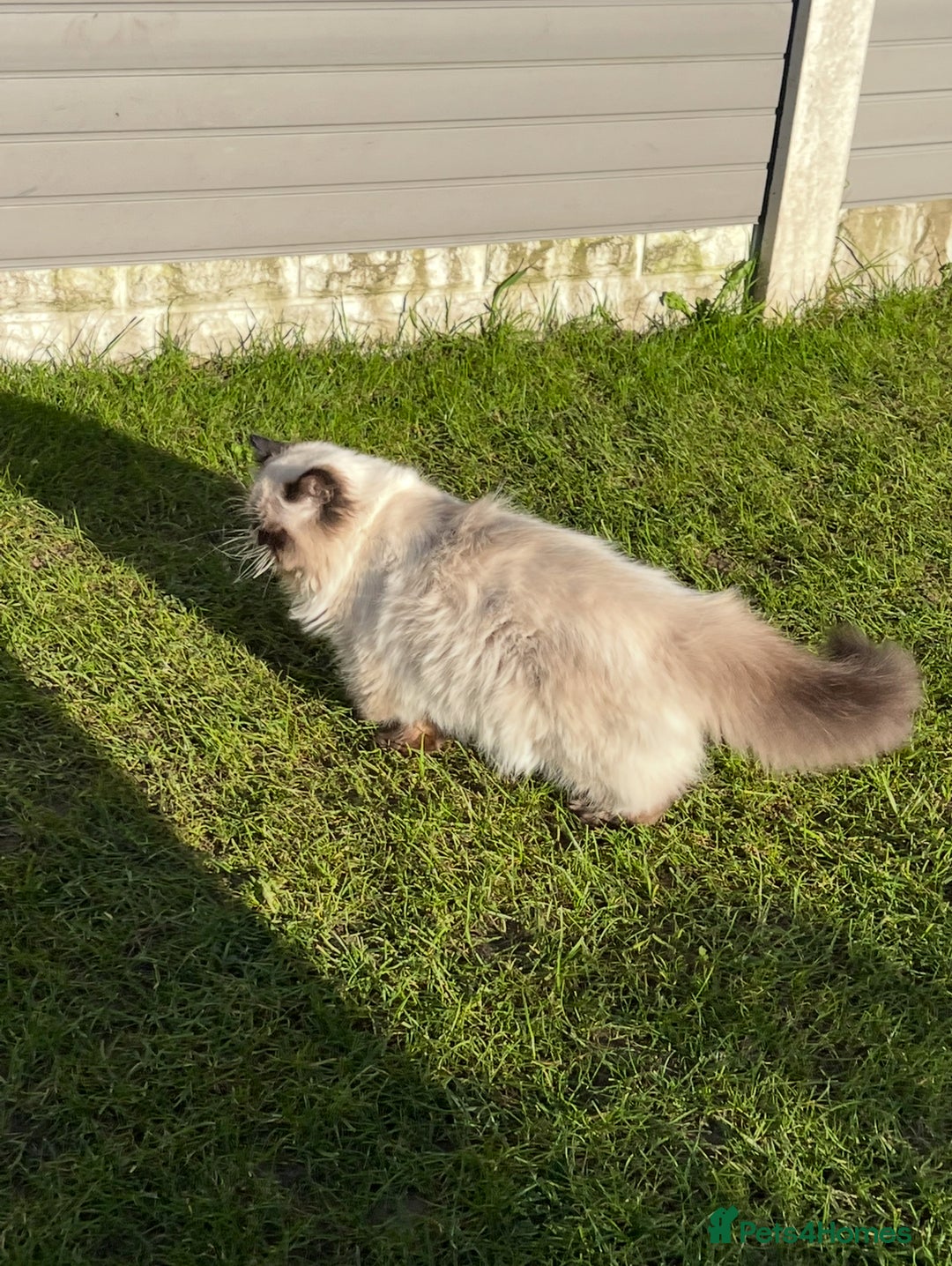 Persian cats for stud: PKD negative Himalayan Persian cat for stud only - Image 11