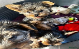 Yorkshire Terrier dogs for sale: 3 miniature Yorkshire terrier boys - Image 12