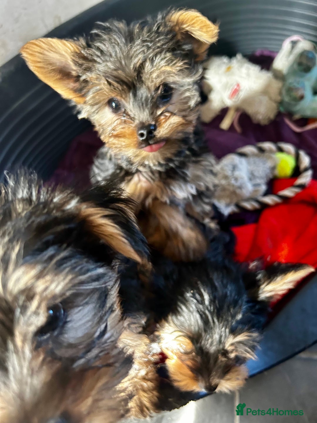 Yorkshire Terrier dogs for sale: 3 miniature Yorkshire terrier boys - Image 12