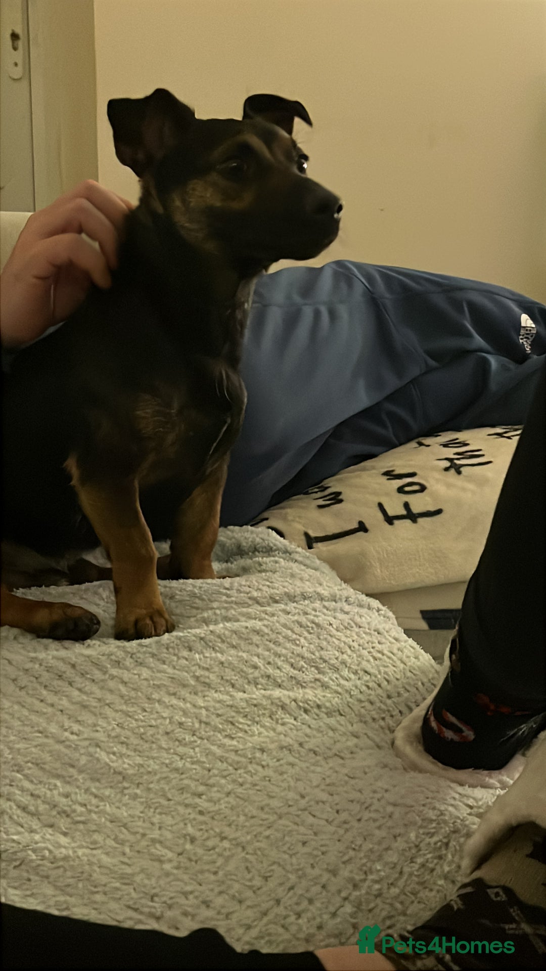 Mixed Breed dogs for sale: Jack Russell/dash mix  - Advert 1