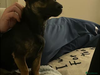 Mixed Breed dogs Jack Russell/dash mix - Advert 1