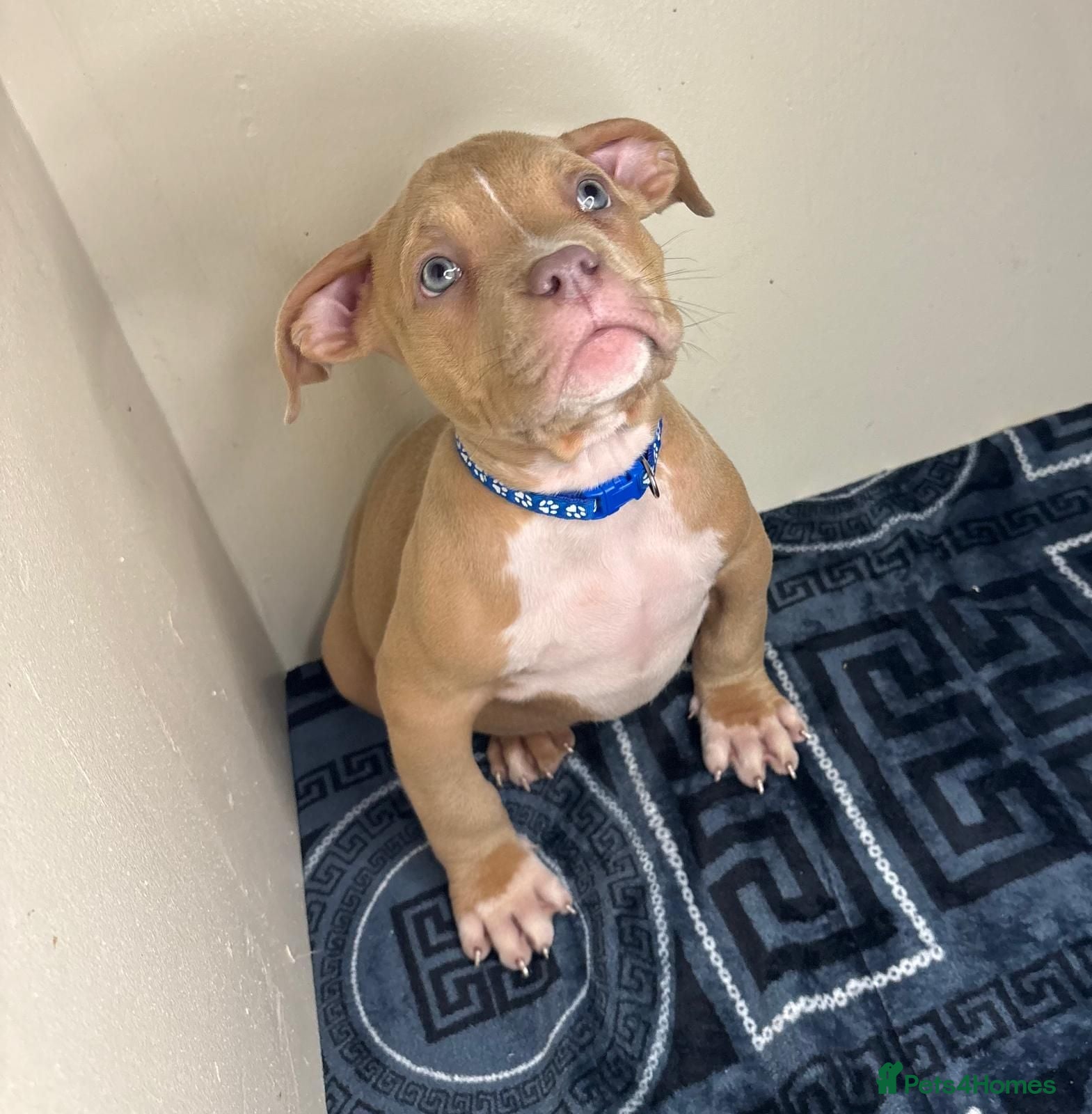 American Bully dogs Quality pocket bullies ready for forever homes - Advert 3