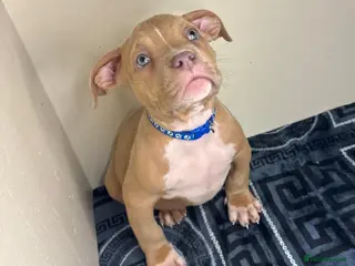 American Bully dogs Quality pocket bullies ready for forever homes - Advert 3