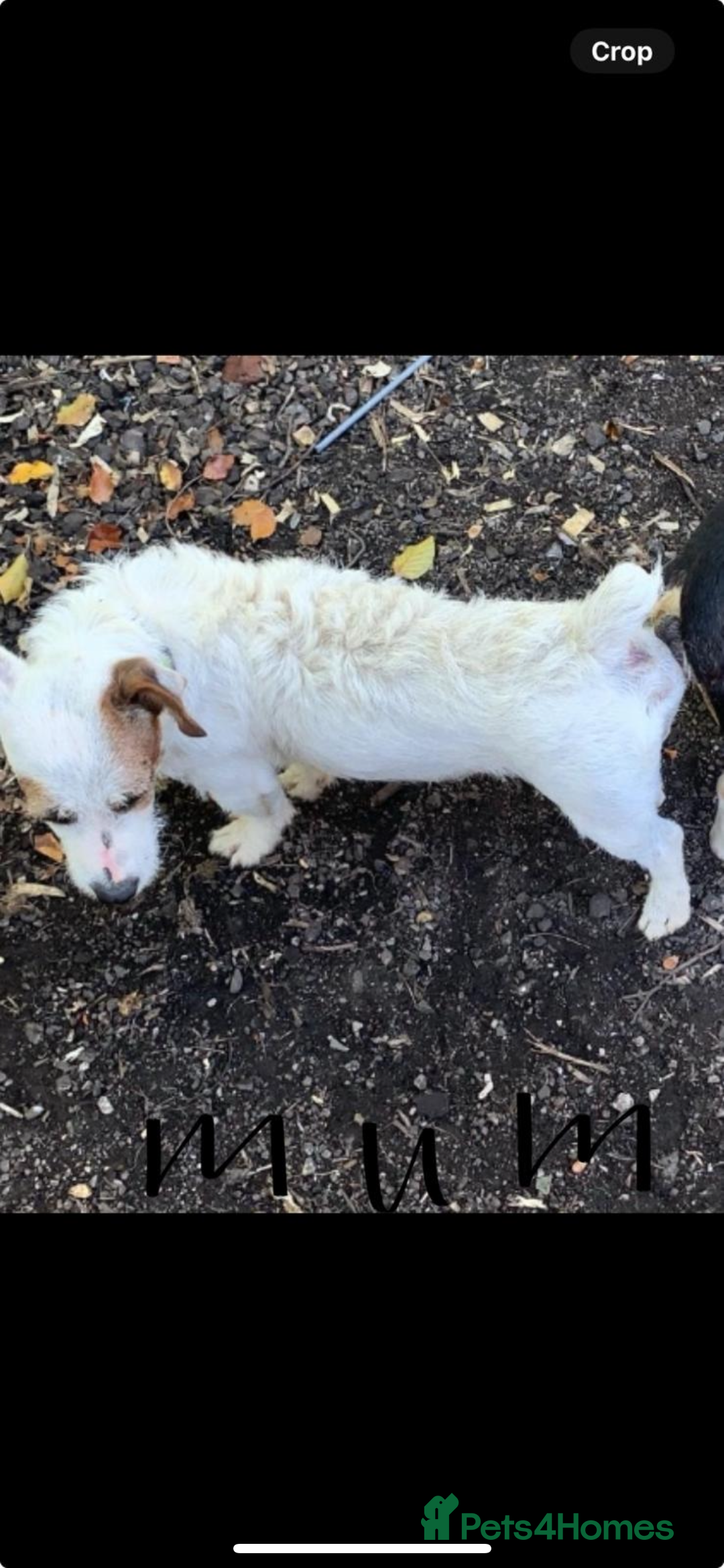 Jack Russell dogs for sale: Jack Russel  - Advert 9