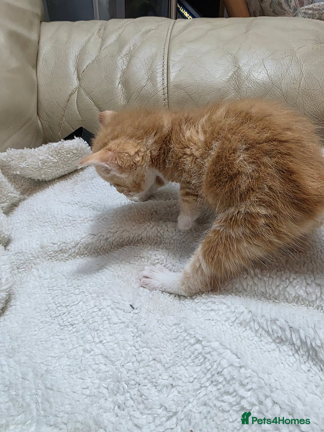 British Shorthair cats for sale: Rare ginger females. 1 male. British shorthair - Advert 19