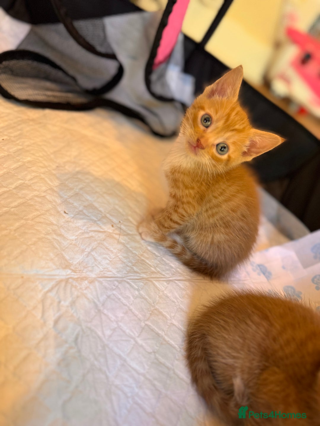 British Shorthair cats for sale: 6 British shorthair/calico kittens ready now - Image 2