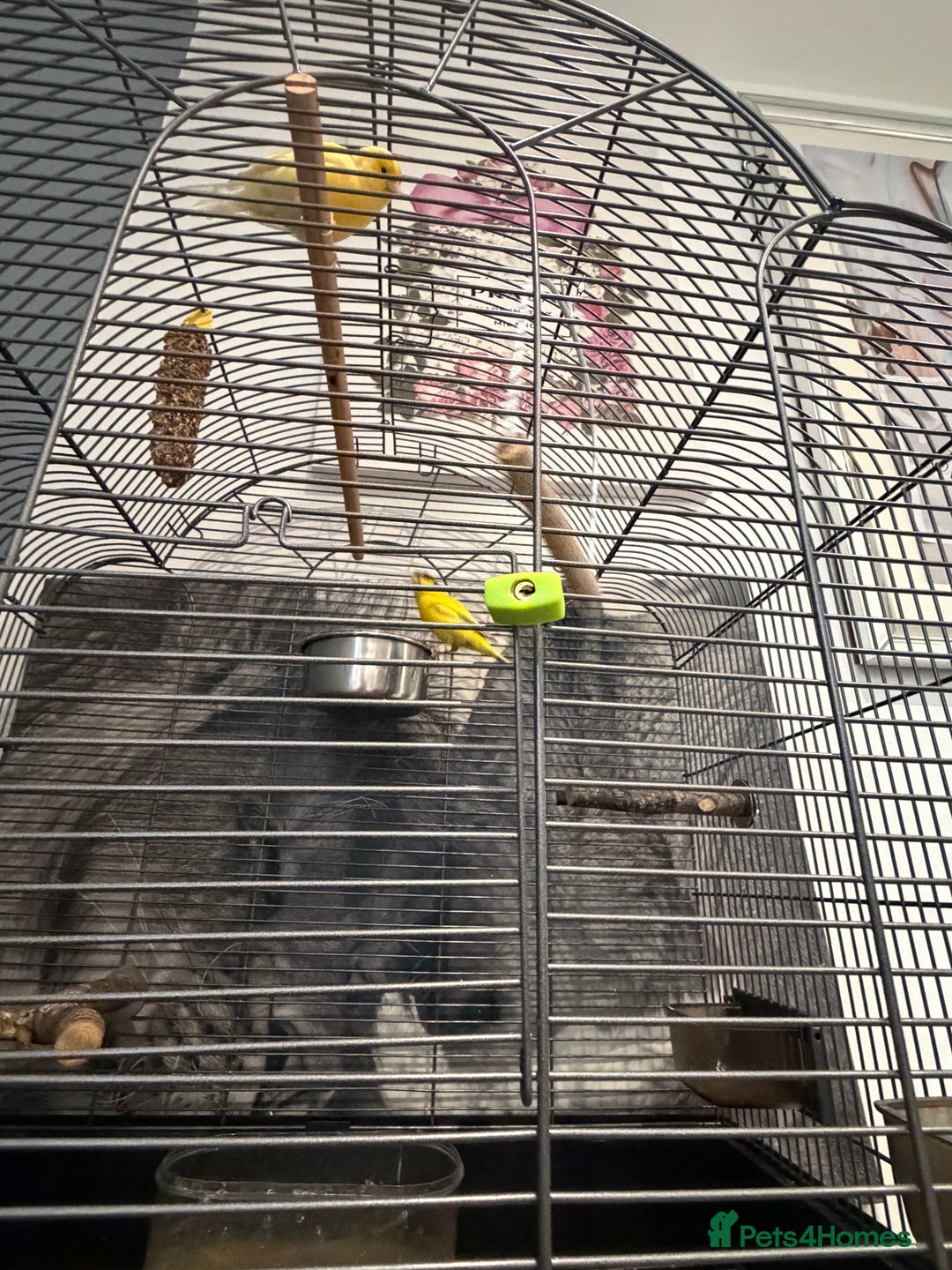 Canaries birds for sale: Birds for sale with cage  - Advert 4