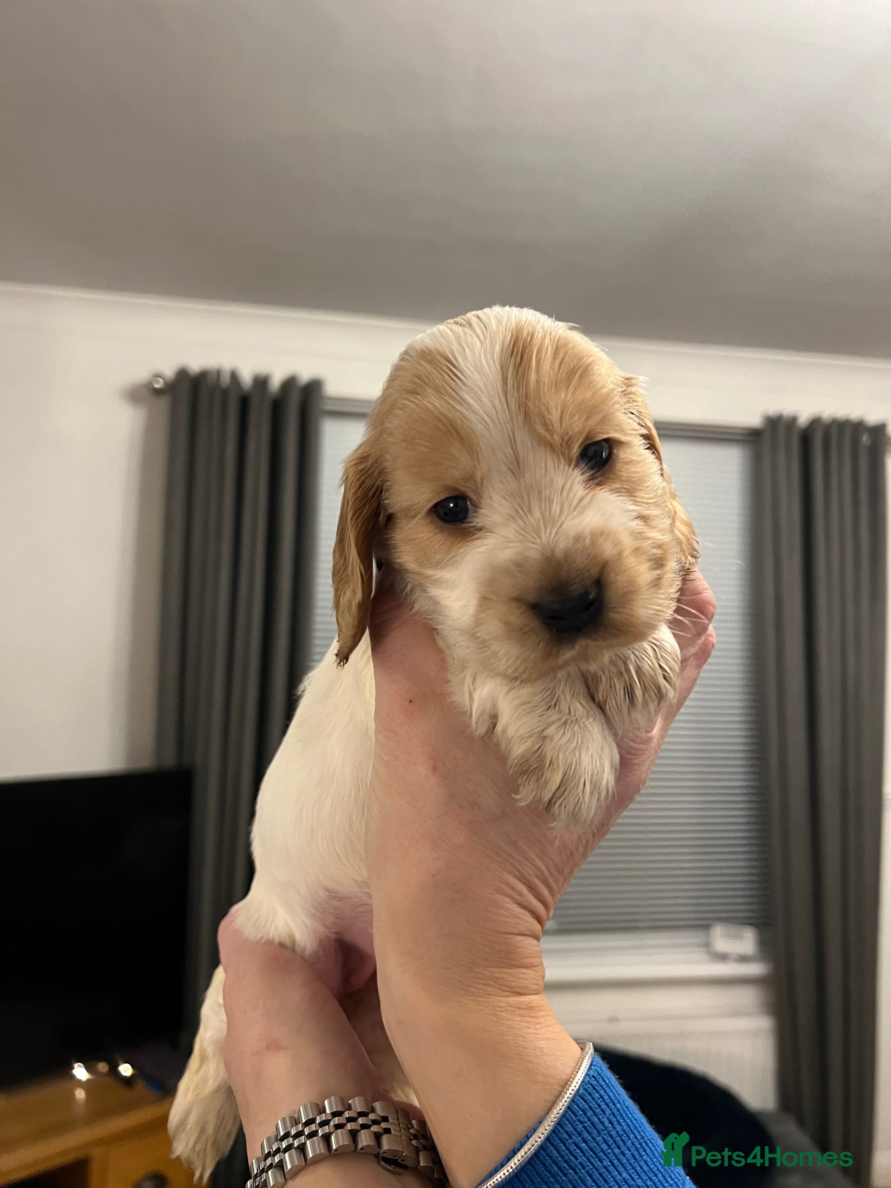 Cocker Spaniel dogs Show Cocker Spaniel - 1GIRL LEFT - Advert 1