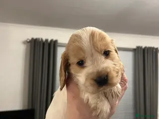 Cocker Spaniel dogs Show Cocker Spaniel - 1GIRL LEFT - Advert 1