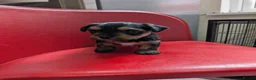 Yorkshire Terrier dogs for sale: 2 beautiful Yorkies in Birmingham - Advert 7