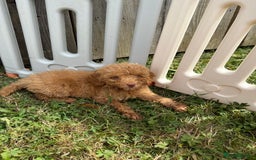 Cavapoo dogs for sale: ⭐️ Stunning ⭐️ F1b Cavapoos ⭐️ Ready Thursday ⭐️ - Image 9
