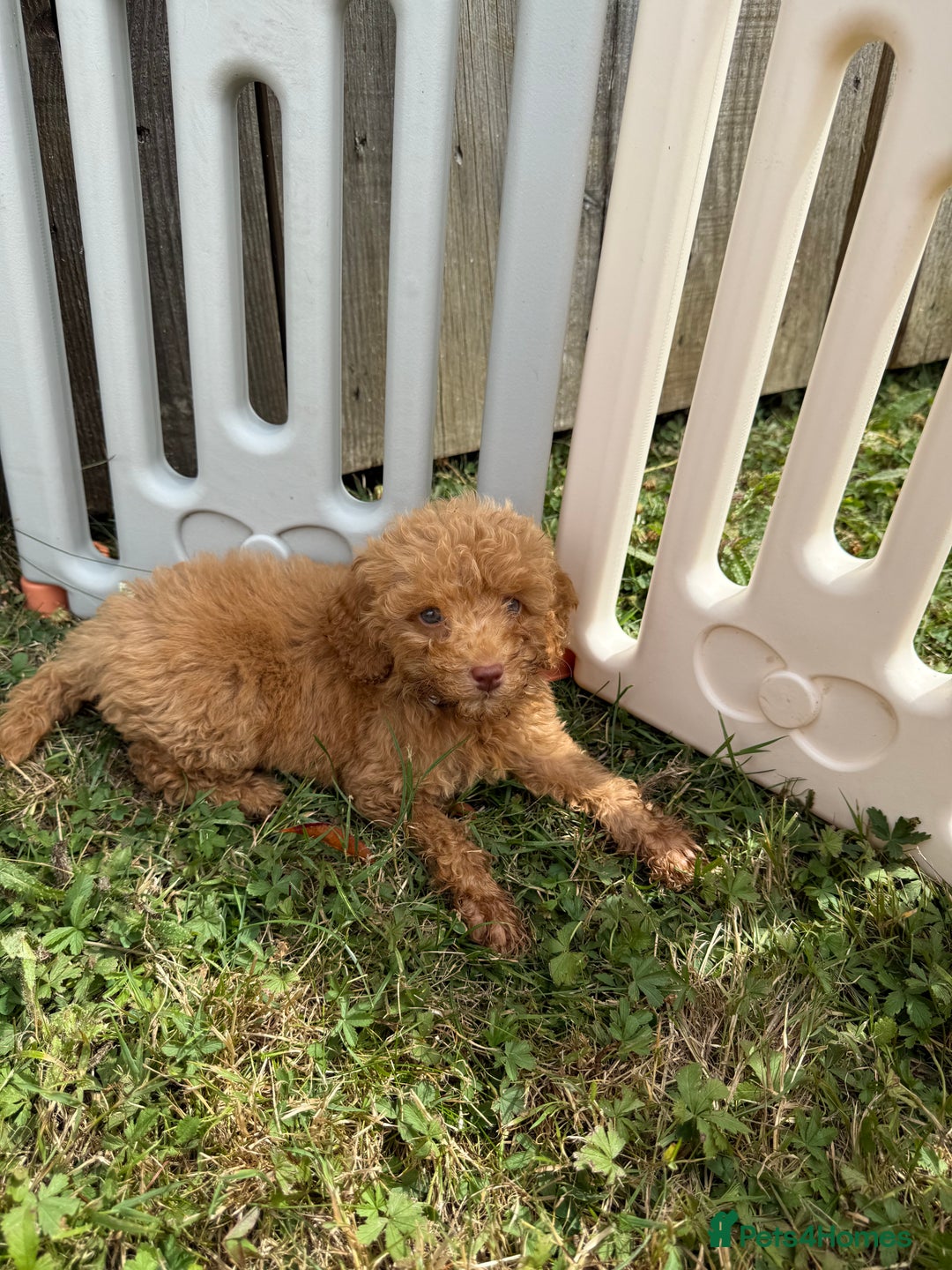 Cavapoo dogs for sale: ⭐️ Stunning ⭐️ F1b Cavapoos ⭐️ Ready Thursday ⭐️ - Image 9