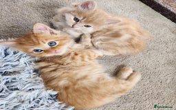 Ragdoll cats for sale: Beautiful Ragdoll Kittens  - Image 13