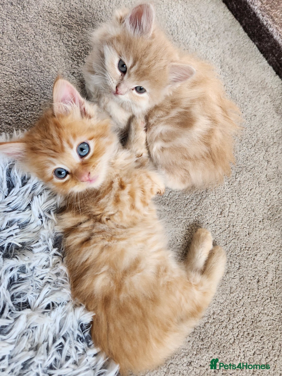 Ragdoll cats for sale: Beautiful Ragdoll Kittens  - Image 13