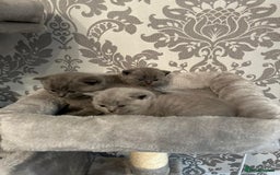 British Shorthair cats for sale: Stunning British shorthair kittens - Image 4