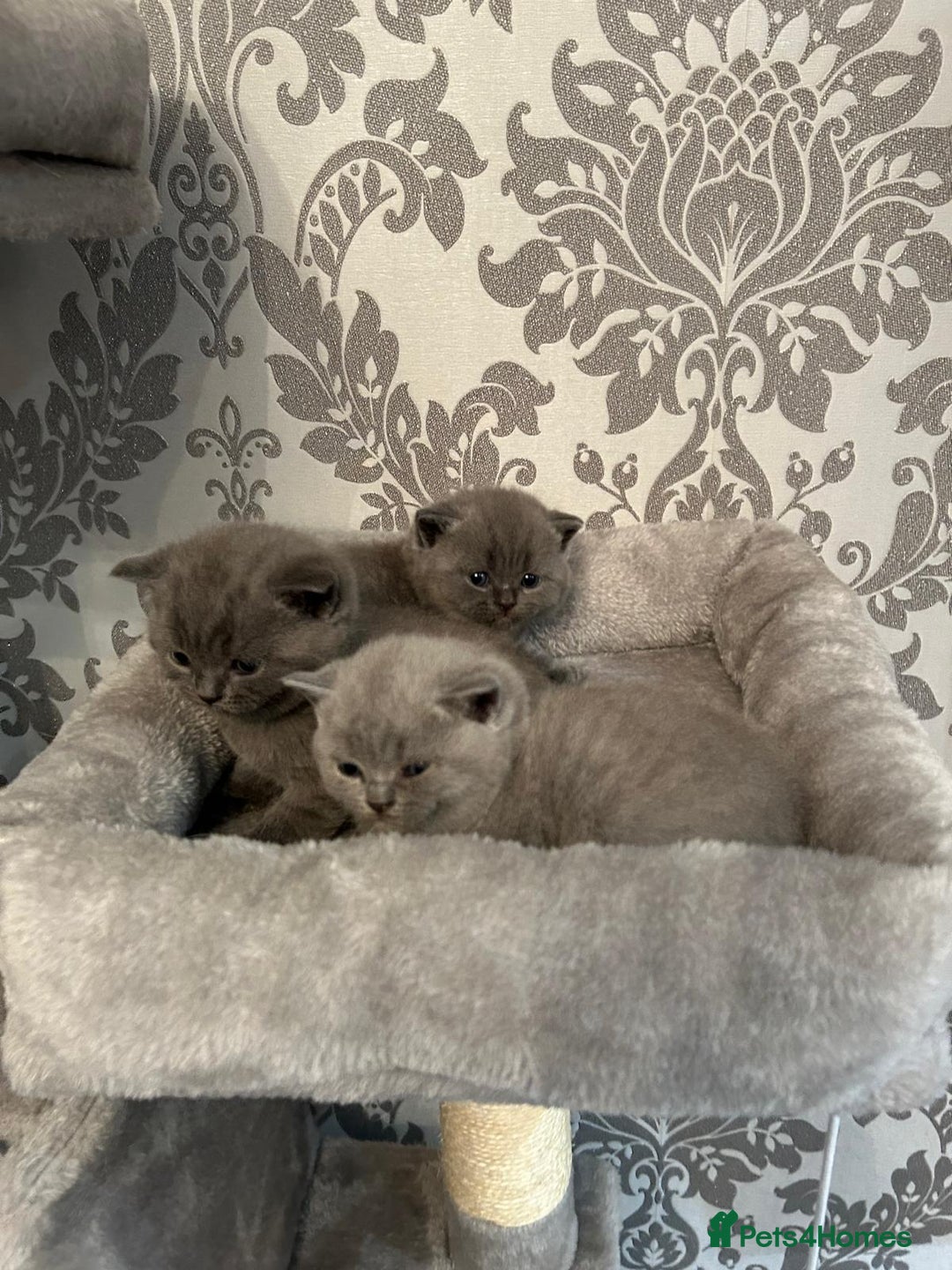 British Shorthair cats for sale: Stunning British shorthair kittens - Image 4