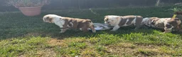 English Bulldog dogs for sale: Beautiful bulldog girl puppy  - Advert 10