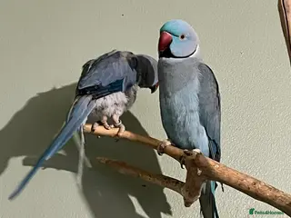 Ringnecks birds Bonded pair Indian Ringneck - Advert 15