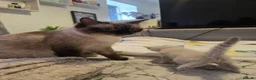 Mixed Breed cats for sale: Snow Bengal/ Ragdoll  - Advert 4