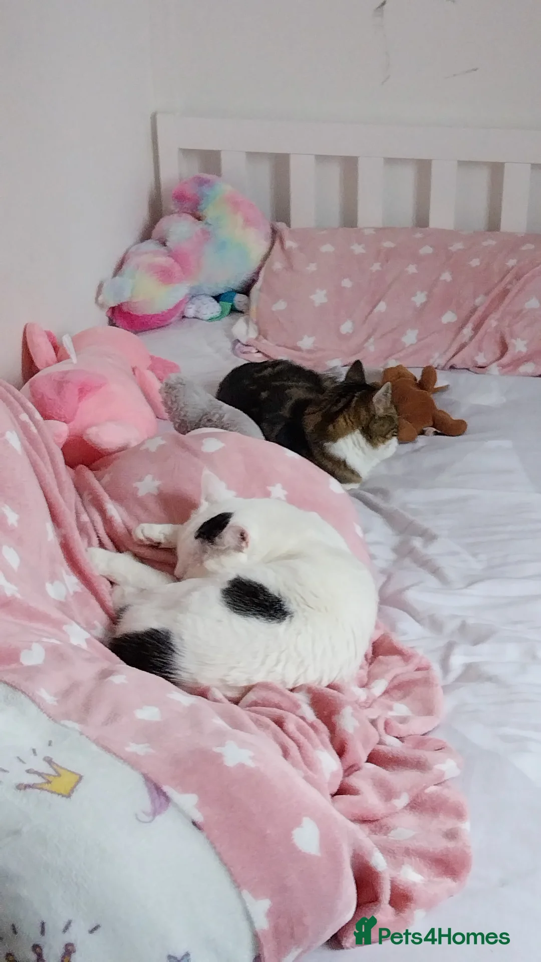 Domestic Shorthair cats for sale: 2 cats  - Advert 3