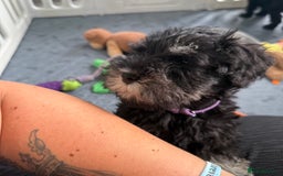Miniature Schnauzer dogs for sale: health tested parents  - Image 17