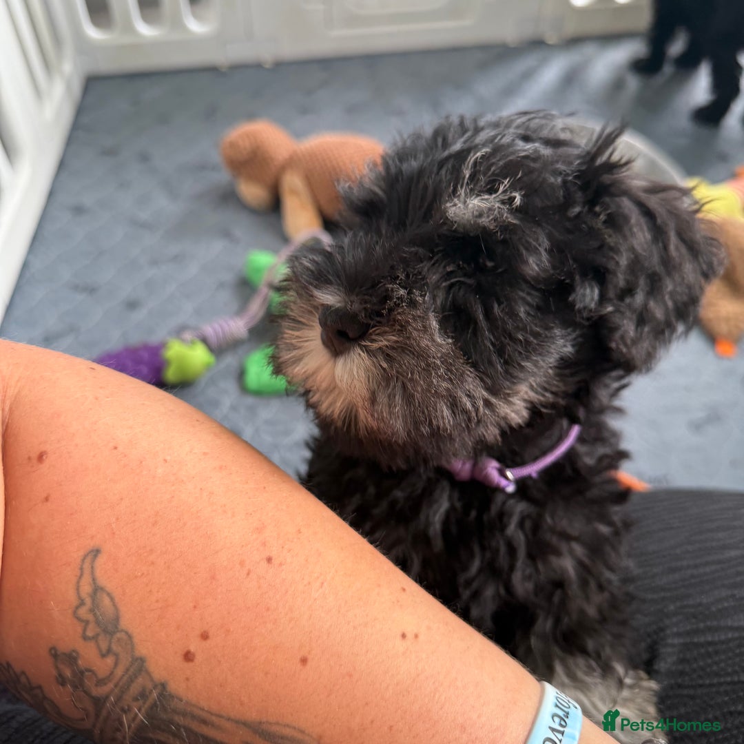 Miniature Schnauzer dogs for sale: health tested parents  - Image 17
