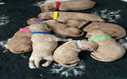 Cockapoo dogs for sale: Third Gen Cockapoos  - Image 2