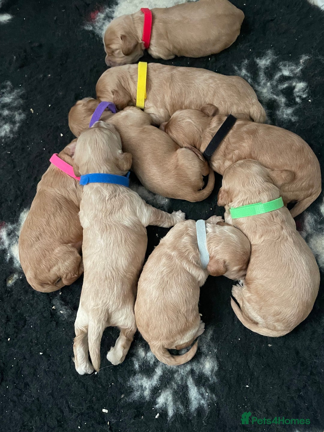 Cockapoo dogs for sale: Third Gen Cockapoos  - Image 2