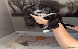 Mixed Breed dogs for sale: My beautiful Cavapoo Angie has given birth! 🐶🥰 - Image 6