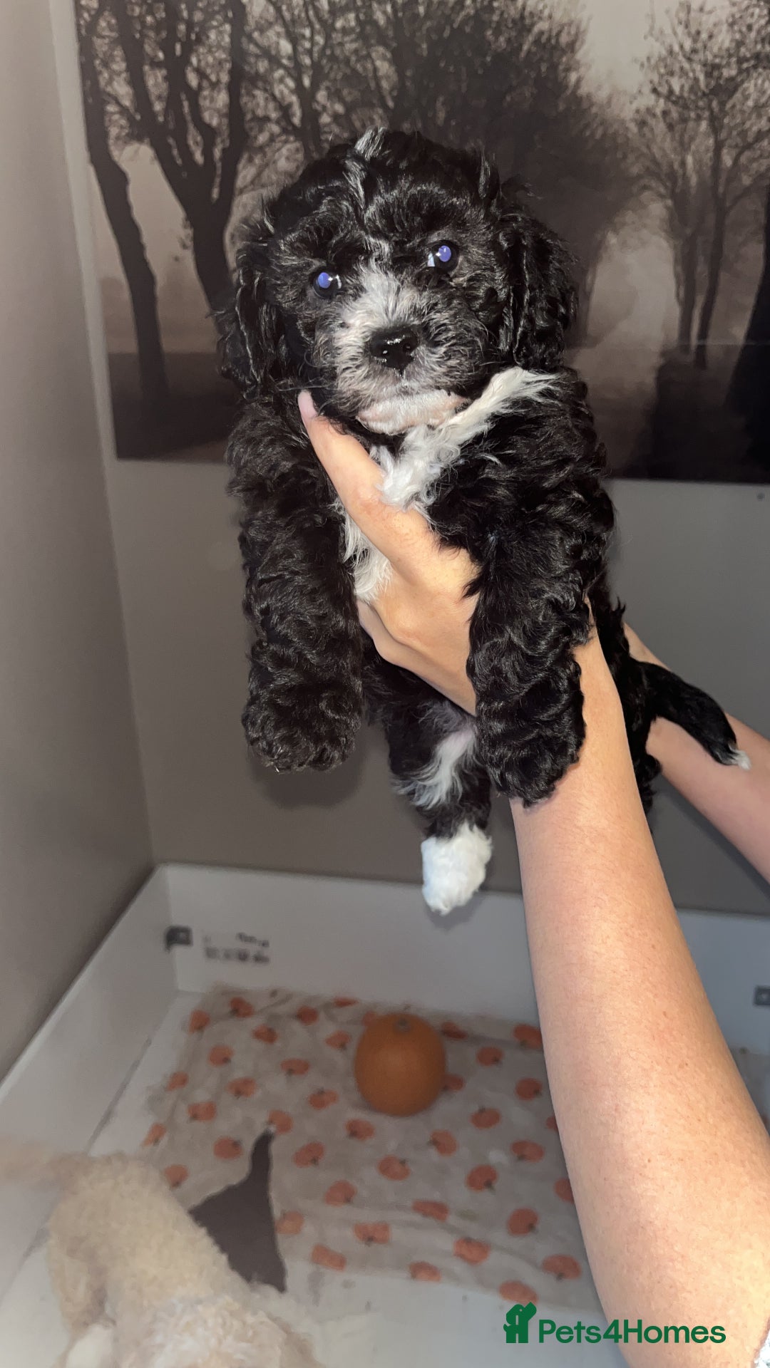 Mixed Breed dogs for sale: My beautiful Cavapoo Angie has given birth! 🐶🥰 - Image 6