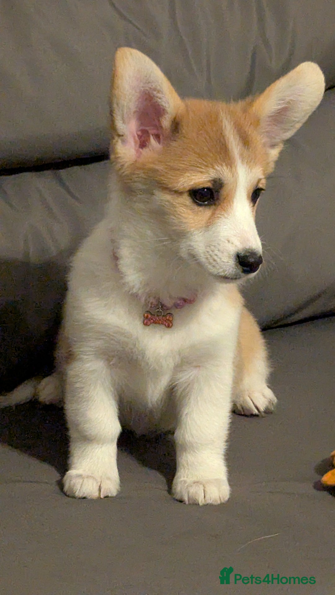 Welsh Corgi Pembroke dogs for sale: Champion line corgi puppies health tested parents  - Advert 2