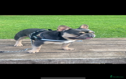 French Bulldog dogs for sale: Ready to go 2 x male French Bulldog KC registered - Image 18