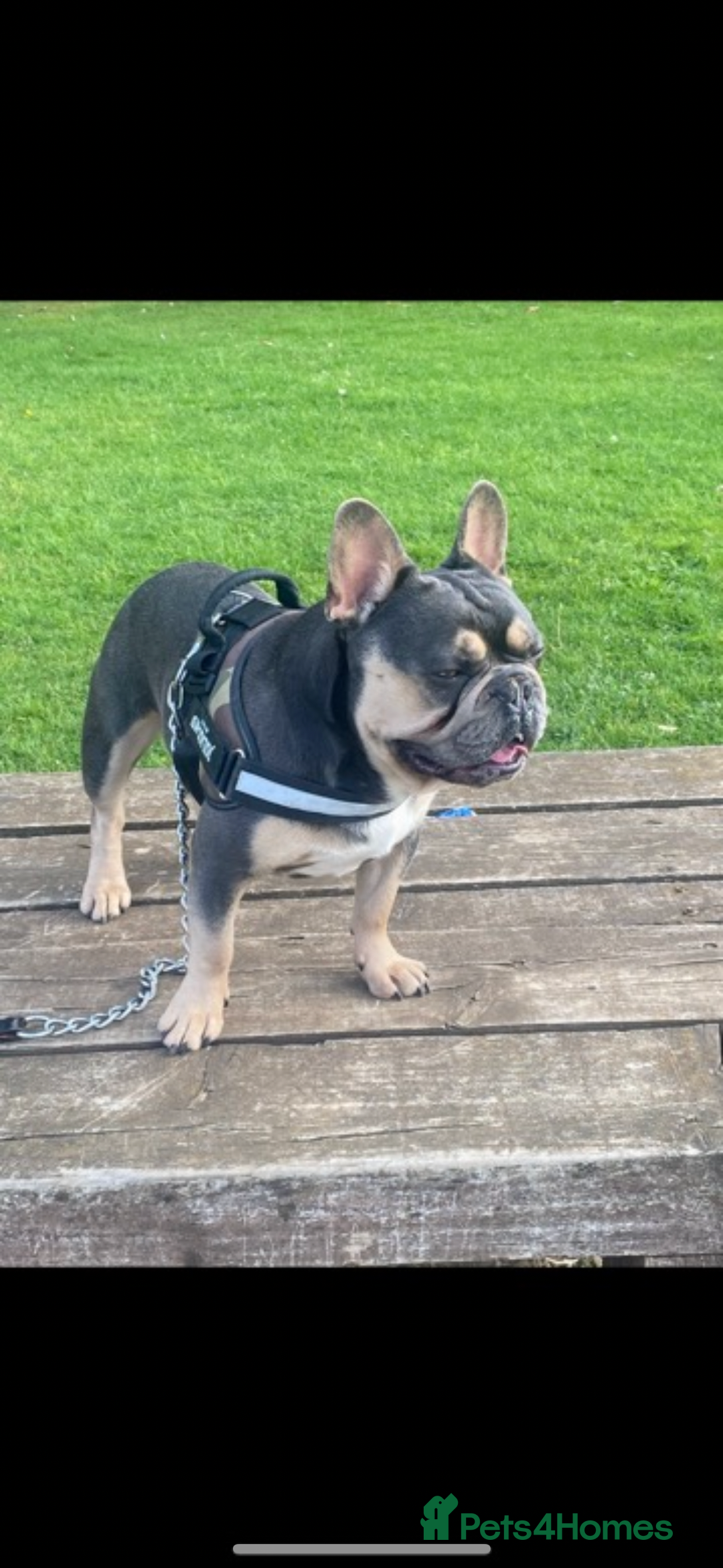 French Bulldog dogs for sale: Ready to go 2 x male French Bulldog KC registered - Image 18