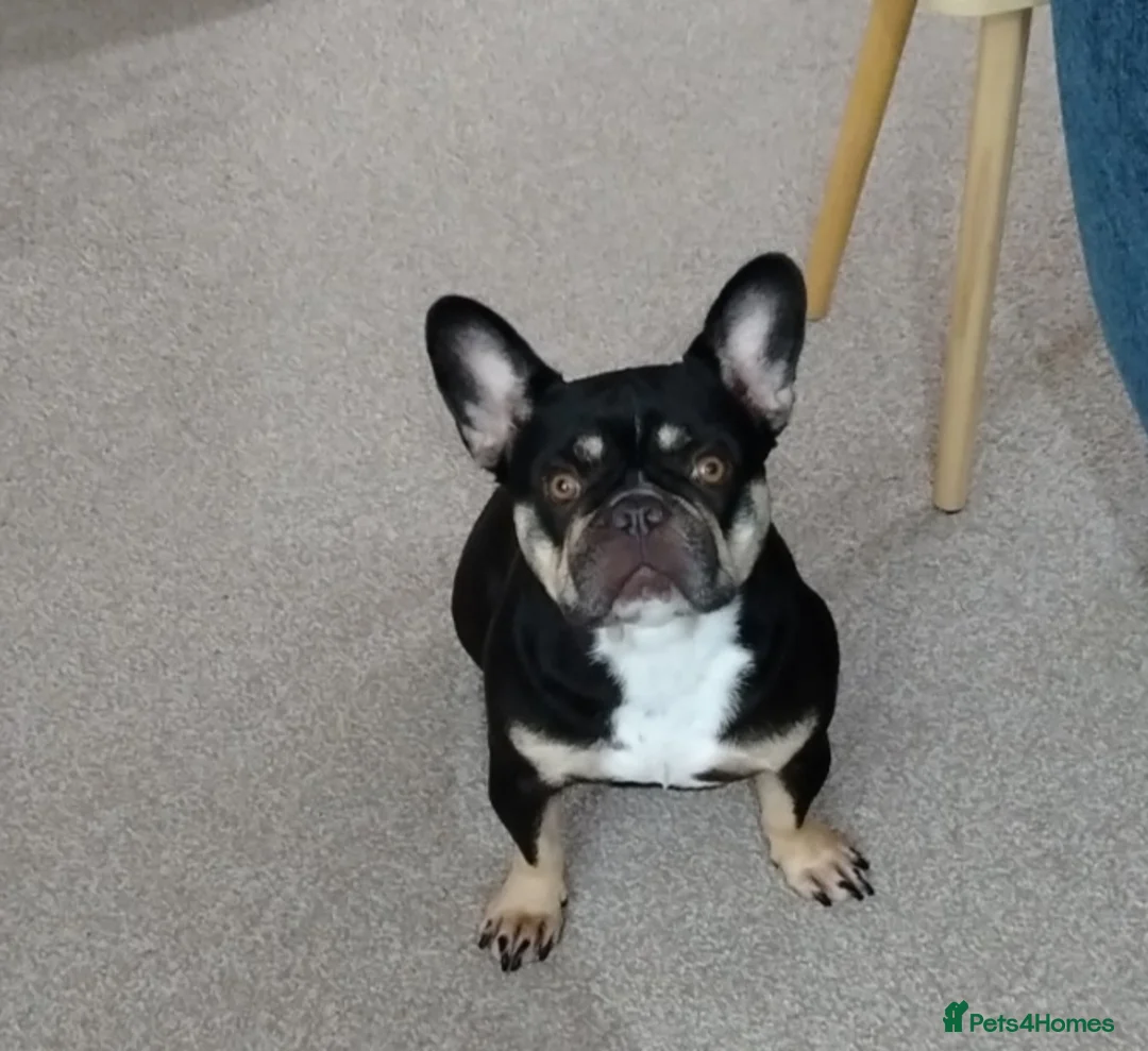 French Bulldog dogs for sale: French bulldog  - Advert 2