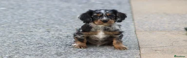 Cavapoo 1