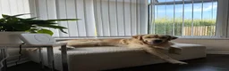 Golden Retriever dogs for stud: KC Registered Golden Retriever for Stud - Advert 1