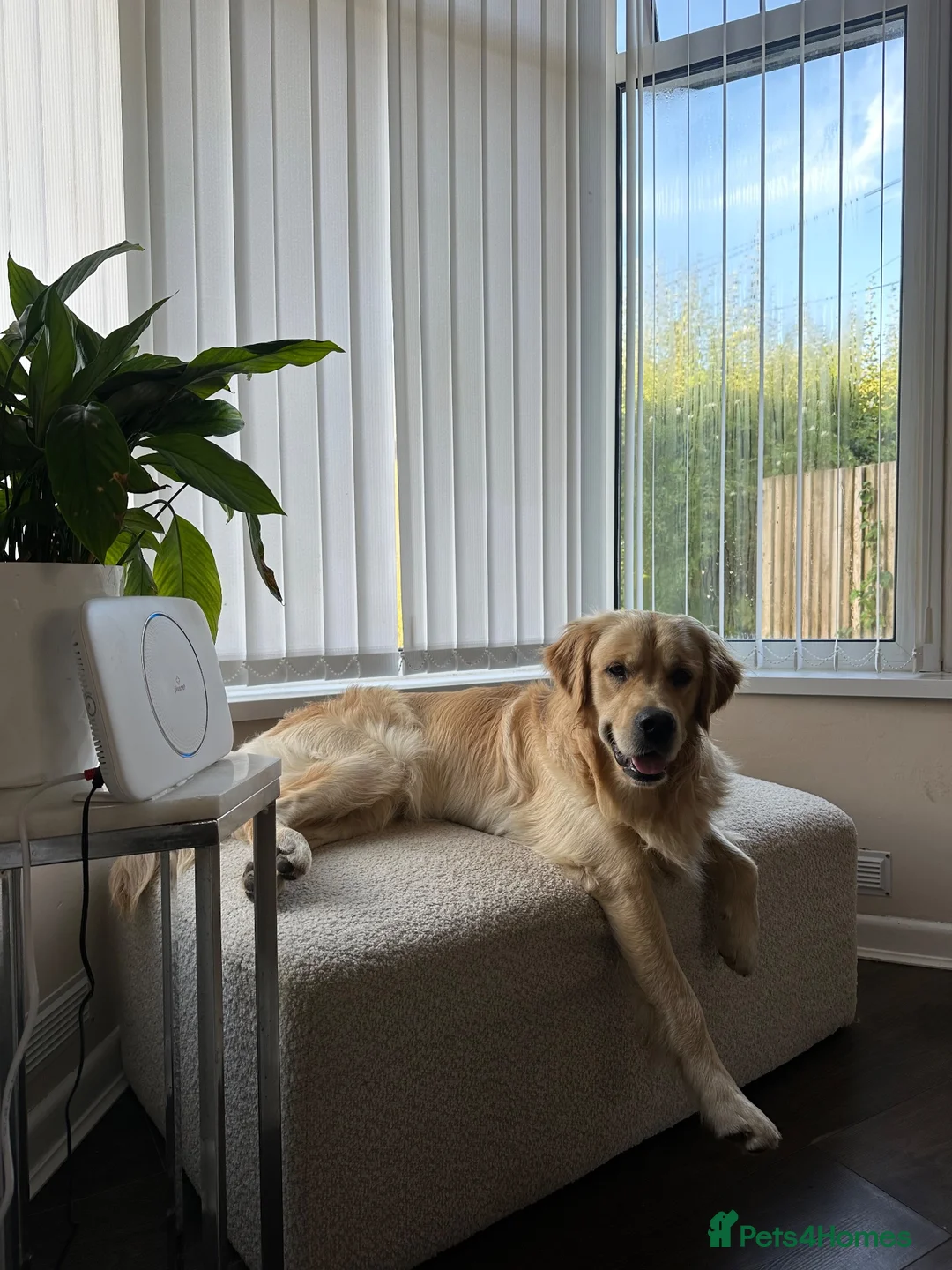 Golden Retriever dogs for stud: KC Registered Golden Retriever for Stud - Advert 1