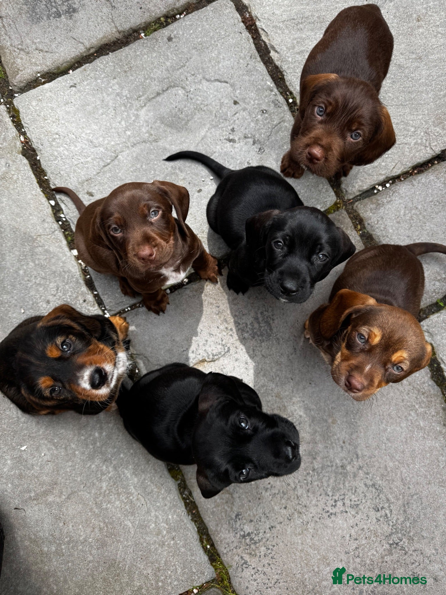 Mixed Breed dogs Dachshund x Cocker spaniel - Advert 17