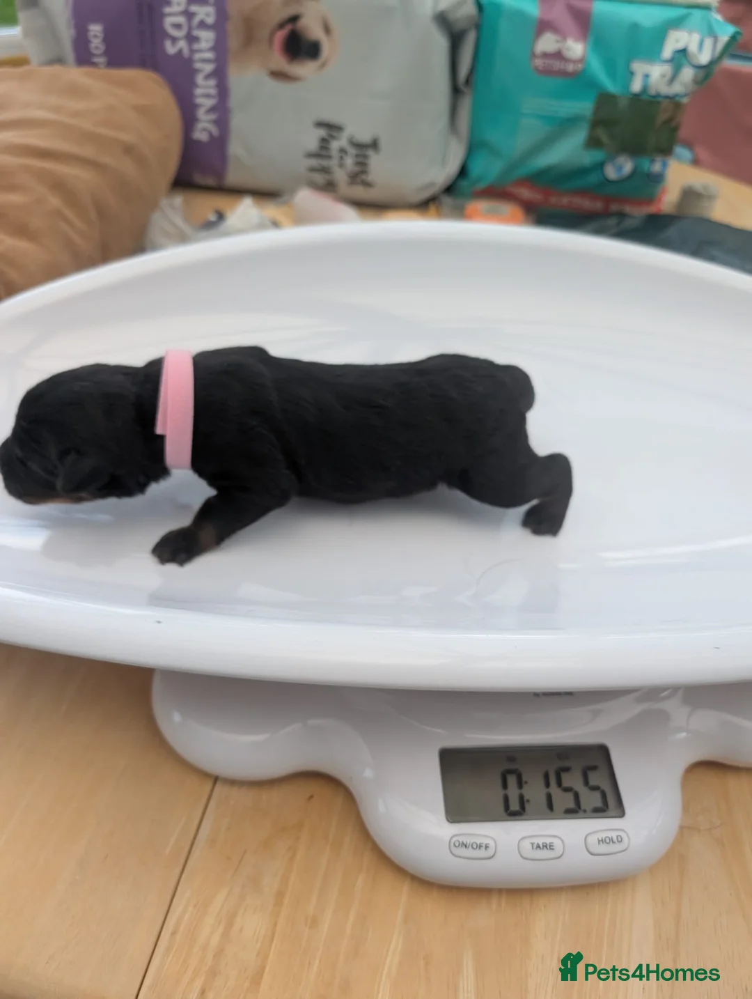 Rottweiler dogs for sale: Rottweiler Puppies - Advert 2