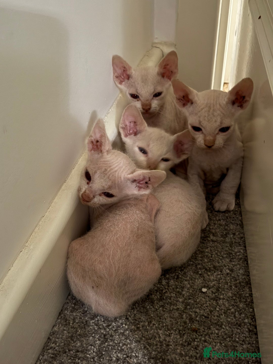 Sphynx cats for sale: Sphynx Kittens ready to go now! - Image 3