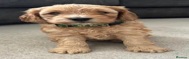 GREEN COLLAR
