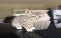 Domestic Shorthair cats for sale: brother and sister  - Image 3
