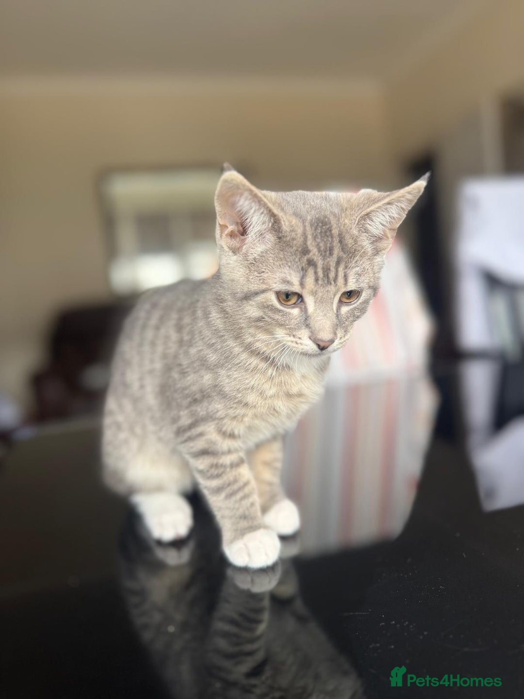 Domestic Shorthair cats for sale: brother and sister  - Image 3